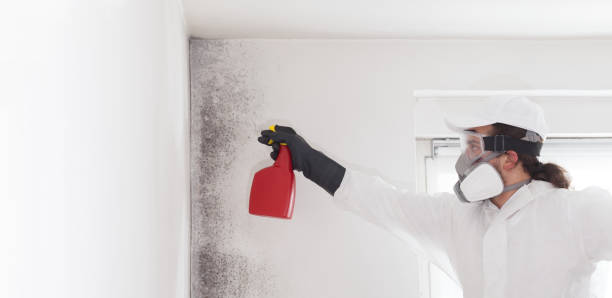 Best Crawl Space Mold Removal  in Jasper, IN