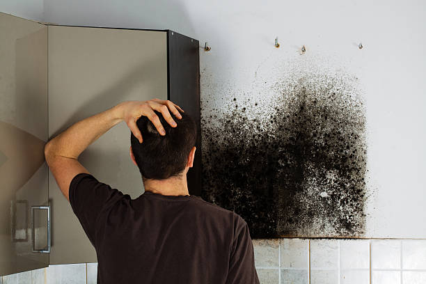 Best Mold Damage Repair  in Jasper, IN