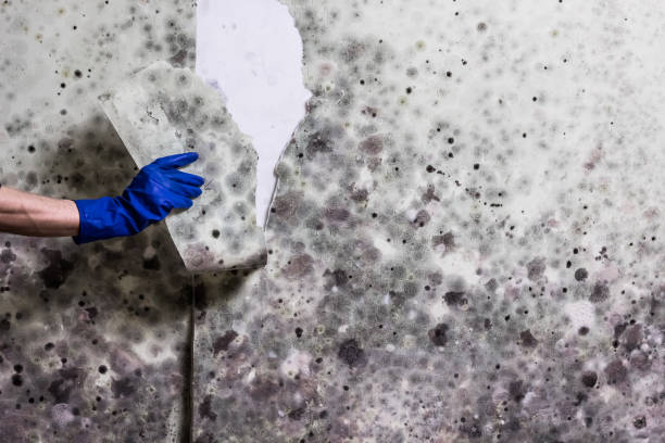 Best Mold Testing  in Jasper, IN